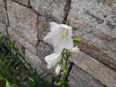 Campanula persicifolia
