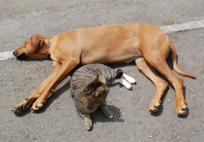 Hund__Katze__0014__27262.jpg