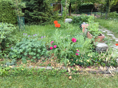 Mohnblume und Pfingstrose
