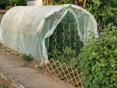 Tomatentunnel 20260529.jpeg