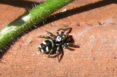 Salticus_scenicus_-_Springspinne_03.jpg