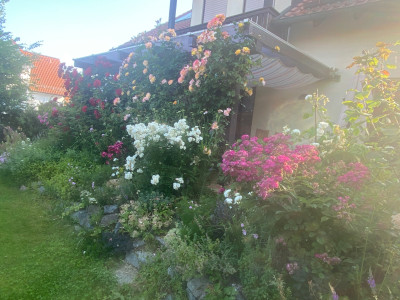 IMG_1874.jpeg
