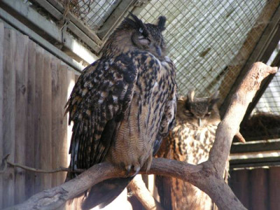 Bubo_bubo_-_Uhu_01.jpg