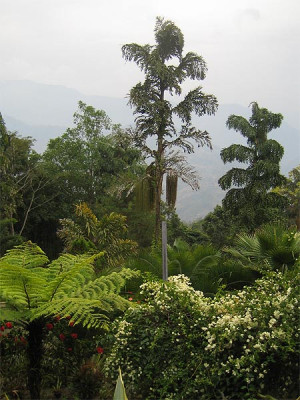 ganesh_nursery_01.jpg
