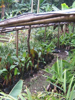 ganesh_nursery_04.jpg
