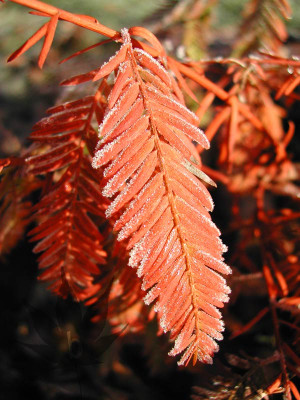 taxodium_distichum_02.jpg