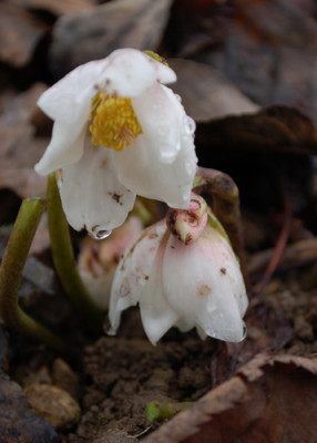 Erste_Helleborus_0010__2016.jpg