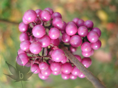 callicarpa_bod_profusion.jpg