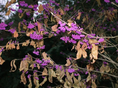 Callicarpa_japonica1002.jpg