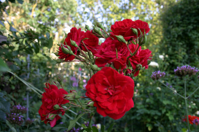 Rose_Heinfels1407a.jpg