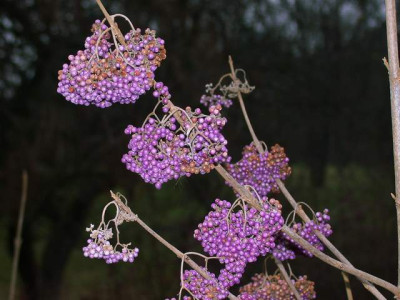 Callicarpa_cathayana1001.jpg