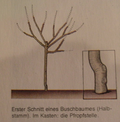 malus-schnitt.JPG