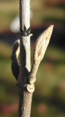 callicarpa_shira_knospe.jpg
