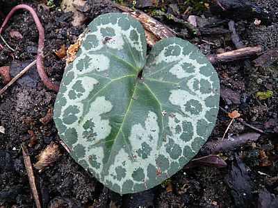 Cyclamen_purpurascens_fars_2009.jpg
