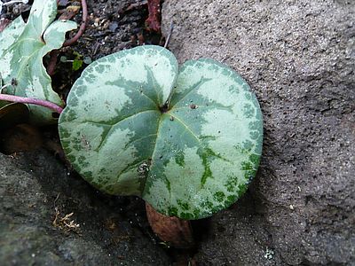 Cyclamen_purpurascens_2_fars_2009.jpg