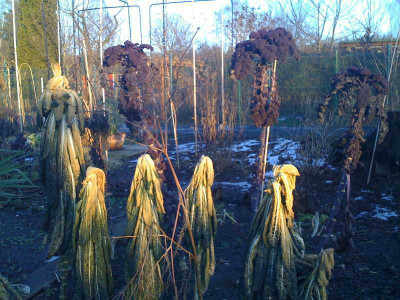 palmkohl2_jan2009.jpg