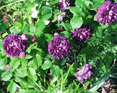 Cardin_de_Richelieu_Garten.JPG