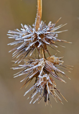 Stachelvorhang-80.jpg