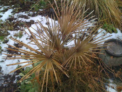 trachy_jan2009.jpg