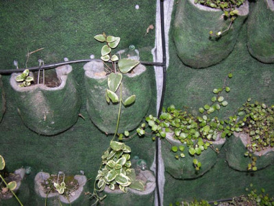 hydroponik_detail1.jpg