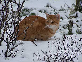 Tristan-Winter.jpg