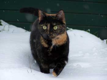 Fritzi-im-Winter.jpg