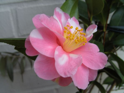 Shibori-egao_17.01._7.JPG