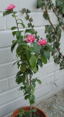 Maliflora_24.01._Ganz.JPG