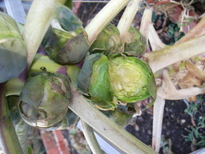 Rosenkohl2009.JPG