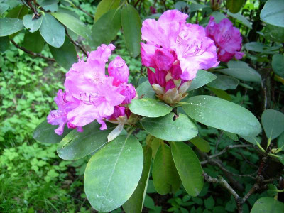 Rhodo_Bluete_25052008.jpg