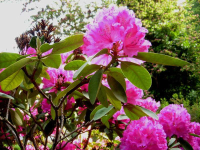 Rhodo_unbekannt_Blueten_31052008.jpg