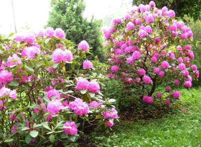 Rhodo_Straeucher_31052008.jpg