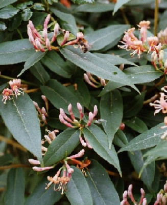 lonicera_henryi.JPG