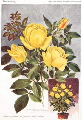 Sonnenlicht-Dr._Kruger_-_RZ_1913.jpg