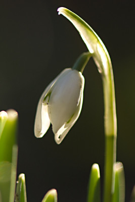 Erstes-Schneegloeckchen-2501-2009.jpg