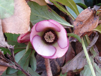 Helleborus1_ue.jpg