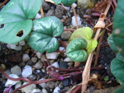 cyclamen.JPG