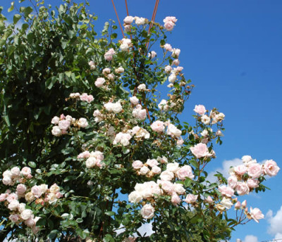 New_Dawn_0011__S2_29854.jpg
