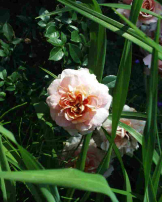 LadyMeillanndina_Garten2.JPG