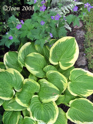 Shade_Fanfare_mit_Geranium_Mayflower_08.JPG