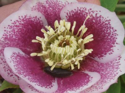 hellebororientgutschnecke.jpg