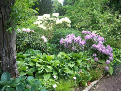 Hosta-Sum-and-Substance_web.jpg