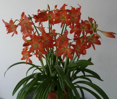 hippeastrum.jpg