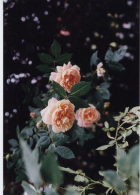 Apricot_Clementine.jpg