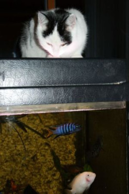 lionafangtfische2.jpg