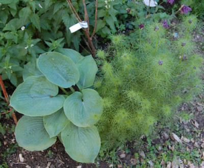 Blaublattfunke_Elegans__Jungfer-im-Grunen_0010__S_5023.jpg