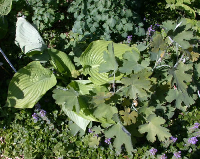 Sum_and_Substance__Federmohn_0013__33423.jpg