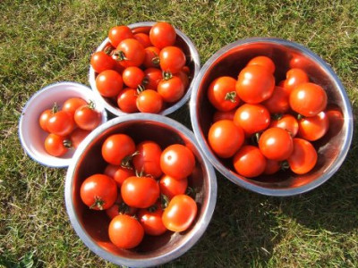 Tomaten_08.JPG