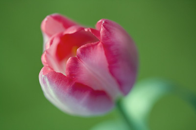Tulpeneu2.jpg