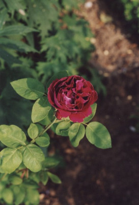 Baron_Girod_de_lAin.jpg